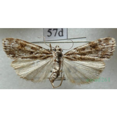 Scoparia basistrigalis Knaggs, 1866 Zamiotka bazikreska Czech57d